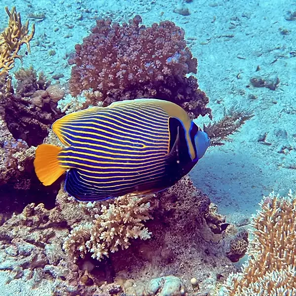 Diving cruise with Dolphin Watching & Snorkeling