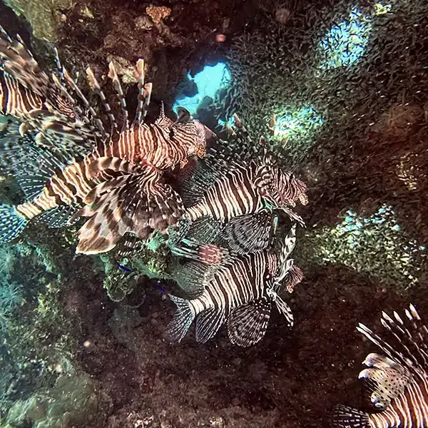 Diving cruise with Dolphin Watching & Snorkeling