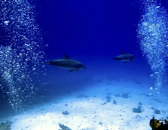 Diving cruise with Dolphin Watching and Snorkeling