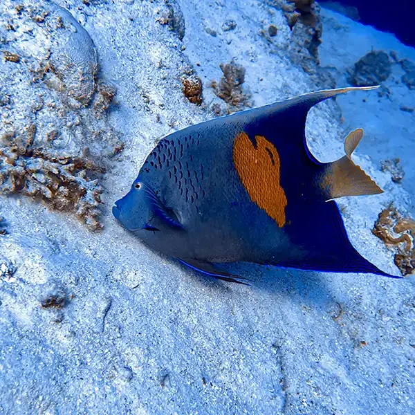 Elite VIP Elite Snorkelling in Turtle Bay Marsa Alam