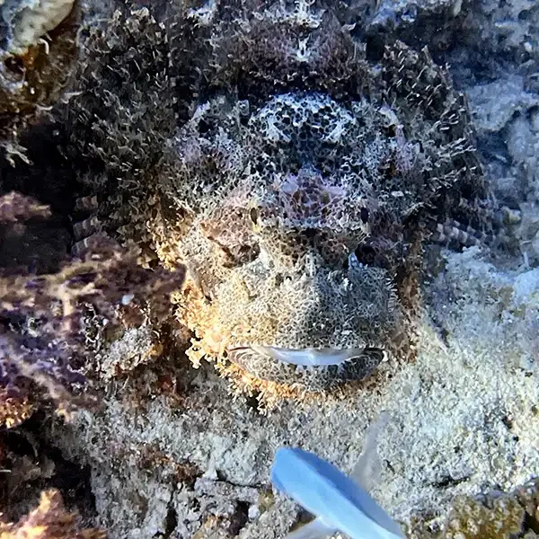 Elite VIP Elite Snorkelling in Turtle Bay Marsa Alam