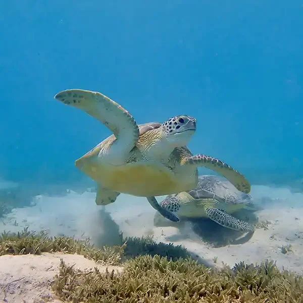 Snorkelling in Turtle Bay Marsa Alam with lunch and drinks