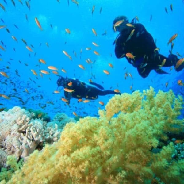 Hurghada - Diving cruise with Dolphin Watching, Snorkeling and Drinks
