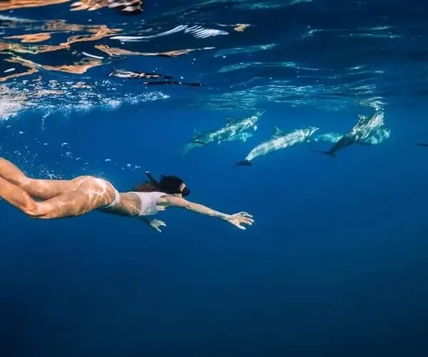 Dolphin House Snorkeling and Swimming with Dolphins from Hurghada