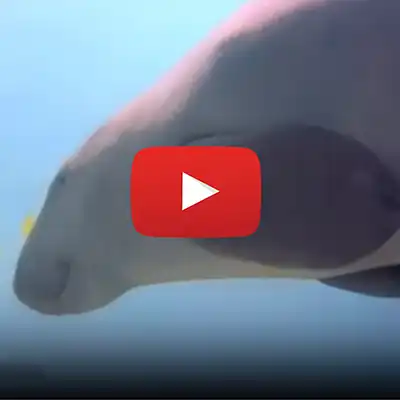 Dugong-Red-Sea-Marsa-Alam-2013