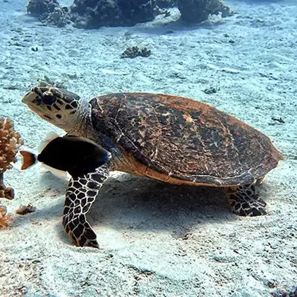 Snorkelling with Turtle