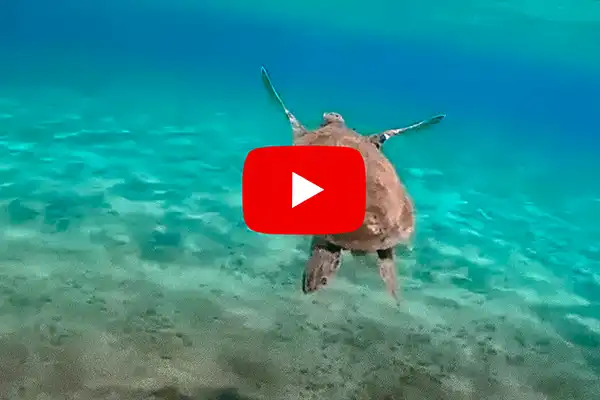 Red Sea turtle - Egypt