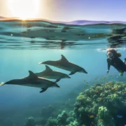 Dolphin House Hurghada: The Ultimate Guide to Swimming with Dolphins