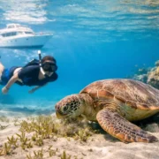 Marsa Alam Sea Turtle Trip: What to Expect