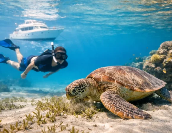 Marsa Alam Sea Turtle Trip: What to Expect