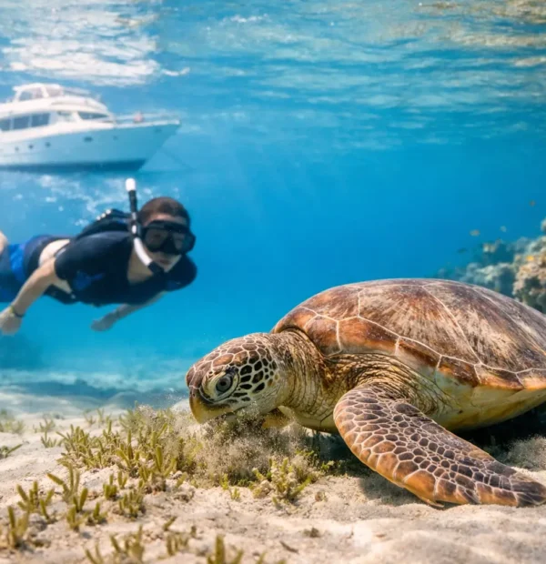 Marsa Alam Sea Turtle Trip: What to Expect