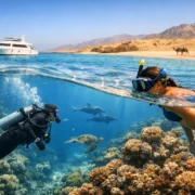 Scuba Versus Snorkeling for Your Red Sea Day