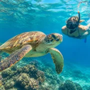Marsa Alam Turtles for a Calm Red Sea Day