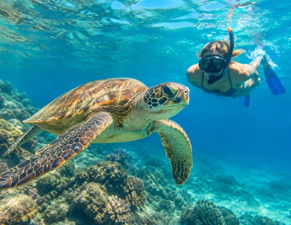 Marsa Alam Turtles for a Calm Red Sea Day