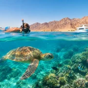 Turtle Bay Snorkeling Review - Worth the Trip?