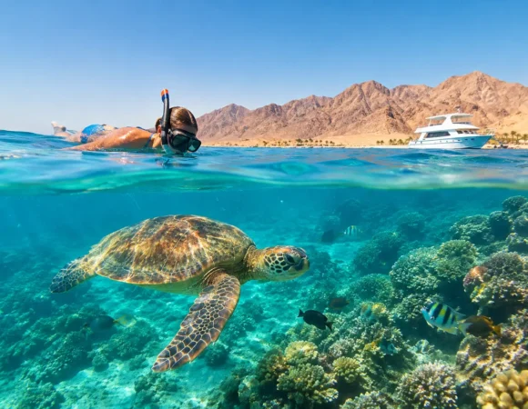 Turtle Bay Snorkeling Review – Worth the Trip?