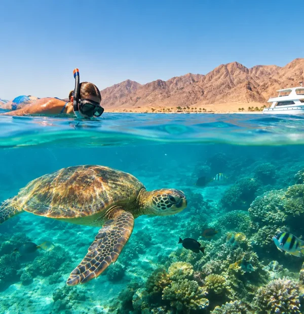 Turtle Bay Snorkeling Review – Worth the Trip?